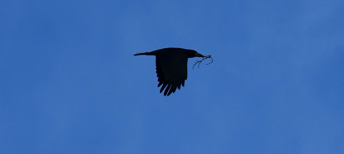 🖤 @Natures_Voice  #wildlife #nestingbirds