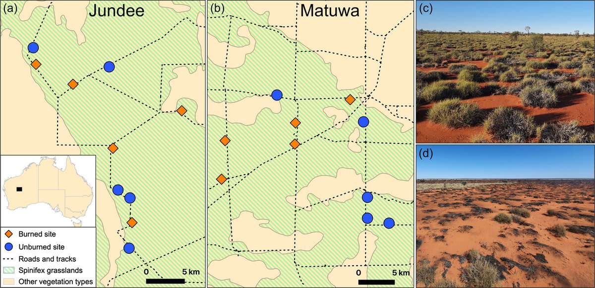 In this article, Doherty et al share that prescribed burning can facilitate the presence of some taxa if burns are sufficiently large and severe.🔥 Read more from their work at doi.org/10.1111/cobi.1… #conservation #science #prescribedfire #prescribedburn