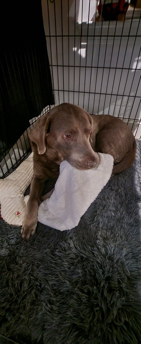 LabTitus's tweet photo. #Tituscapers Iff a twofer tonight!! Dis yummy towel says JOY on it. It brings me joy to steal it!! Youz a fool to tink I wouldn't do it!! #HappyAprilFools #towelthief #Towelknicking #SilverLabsofTwitter #silverlabsoftwitter #DogsofTwitter  #dogsoftwitter https://t.co/aa6ahzUCJ3