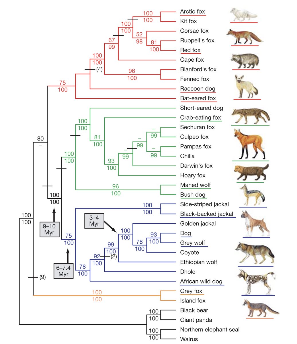 The Canidae family has 4 clades: the fox-like, the wolf-like, the South American, & a basal clade w/ the grey+island foxes. Lycaon pictus (Painted Wild Dog) is in the wolf-like clade together w/ the Ethiopian wolf, the coyote & the domestic dog. #2024MMM nature.com/articles/natur…