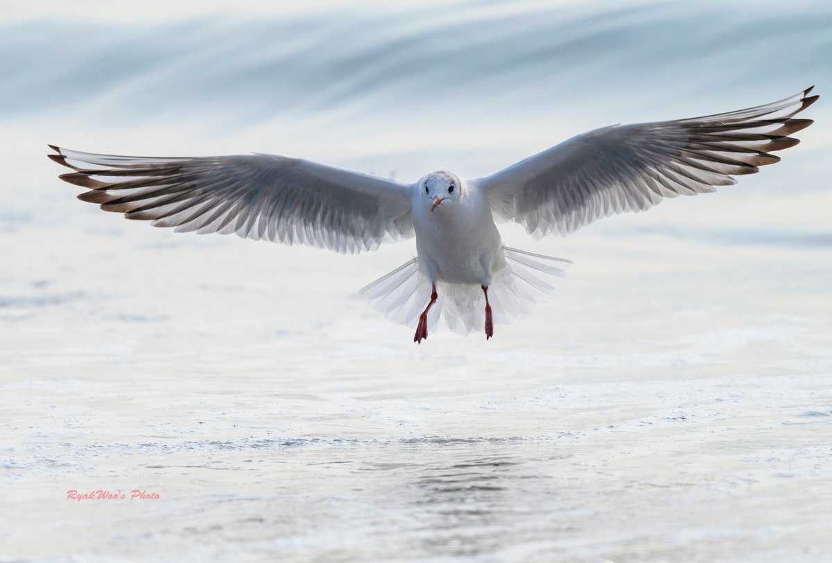 #BlackHeadedGull  March 2024.