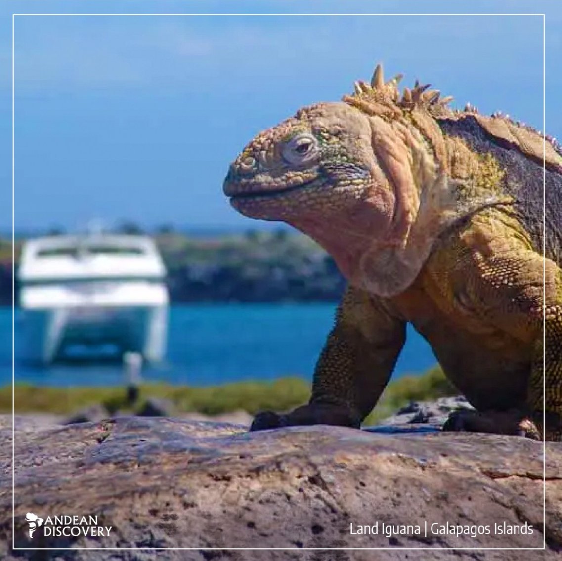 You never know WHO might be watching you as you disembark on the Galapagos Islands.
#Wildlife #galapagosislands #AndeanDiscovery andeandiscovery.com