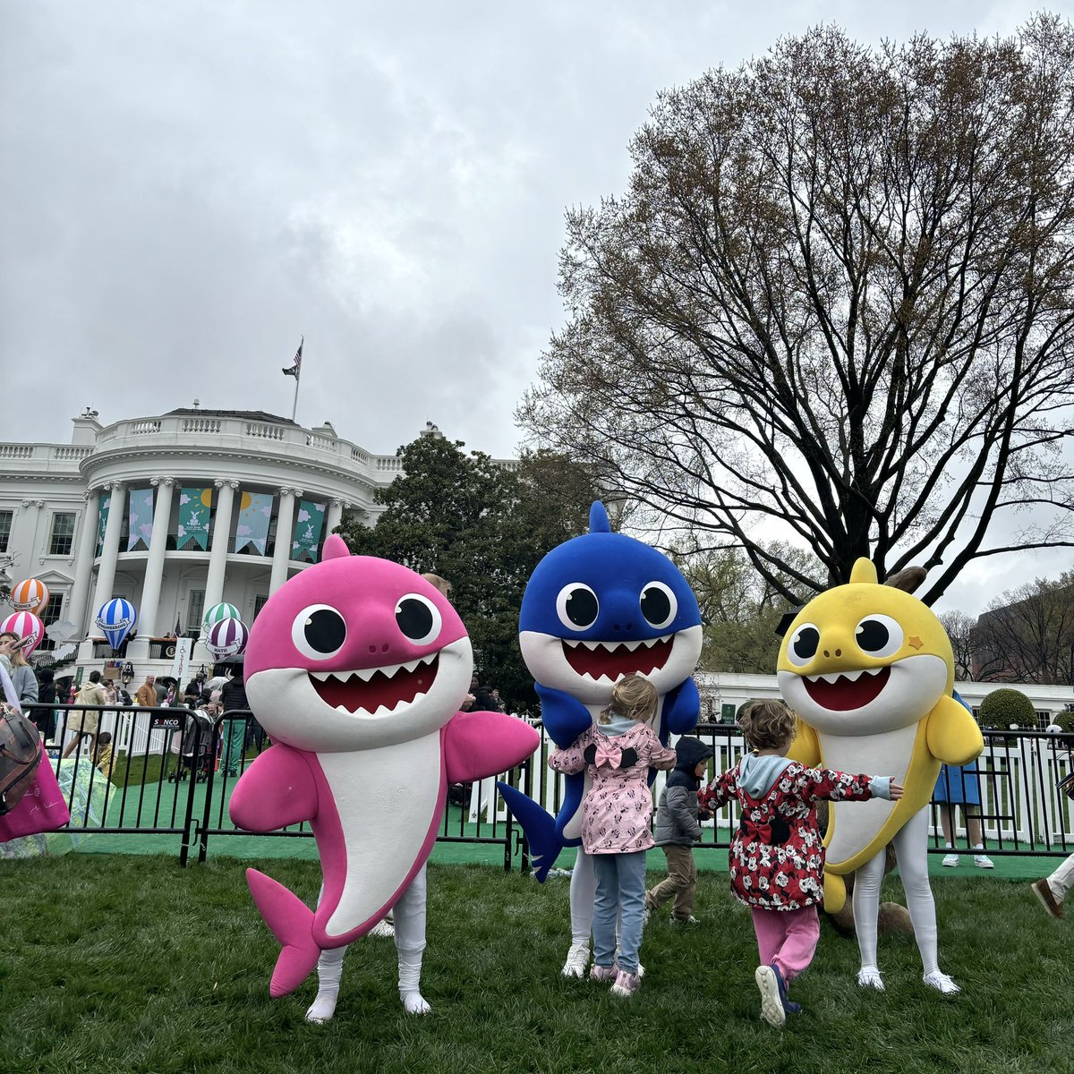 🎉🥚 Egg-citing News! Guess who showed up at the 2024 @WhiteHouse Easter Egg Roll? Baby Shark, Mommy Shark, and Daddy Shark!🦈 We were so happy to meet all families and friends in the DC area💛 #Whitehouse #Easter #Eggducation