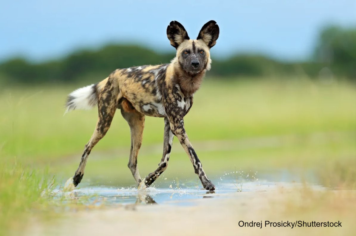 Prof. Katie Hinde tweet media