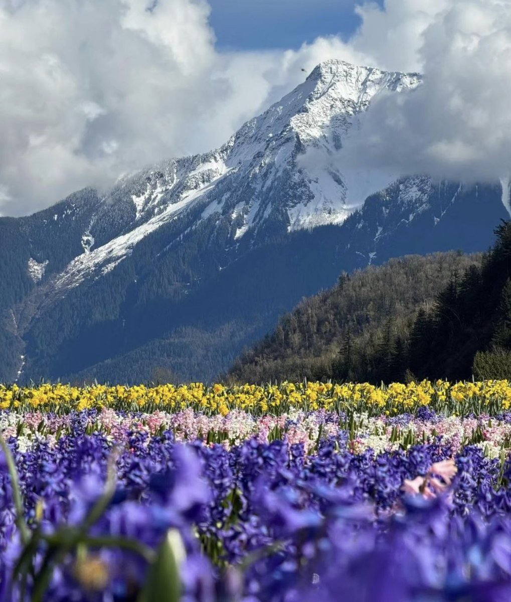 Opening day of the 2024 Harrison Tulip Festival has been announced! The flower fields will be ready for visitors on April 8th 🌷

Click here for tickets:  harrisontulipfest.com

#harrisontulipfest #Agassiz #Harrisonrivervalley #theFraservalley #ExploreBC #GardensBC