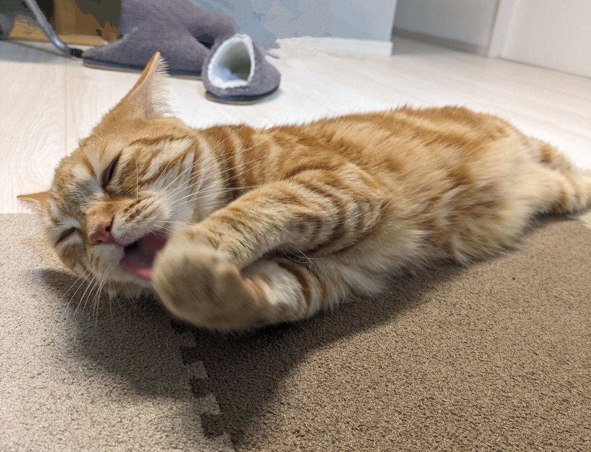 真剣にお願いするネコ((≡ﾟ♀ﾟ≡))もみじ🍁です😻　#猫のいる幸せ　#猫のいる暮らし　#猫好きさん
皆さんの願いもお願いするのでもみじ🍁に任せてください👍😸叶いますよ～😽✌️🍀