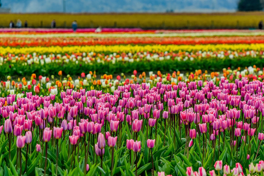 The Skagit Valley Tulip Festival has been one of the premier destination events for the Pacific Northwest for decades. Learn more here:  genuineskagitvalley.com/blog/skagit-va…

#genuineskagitvalley #agricultureliveshere 
#magicskagit #skagitgrown