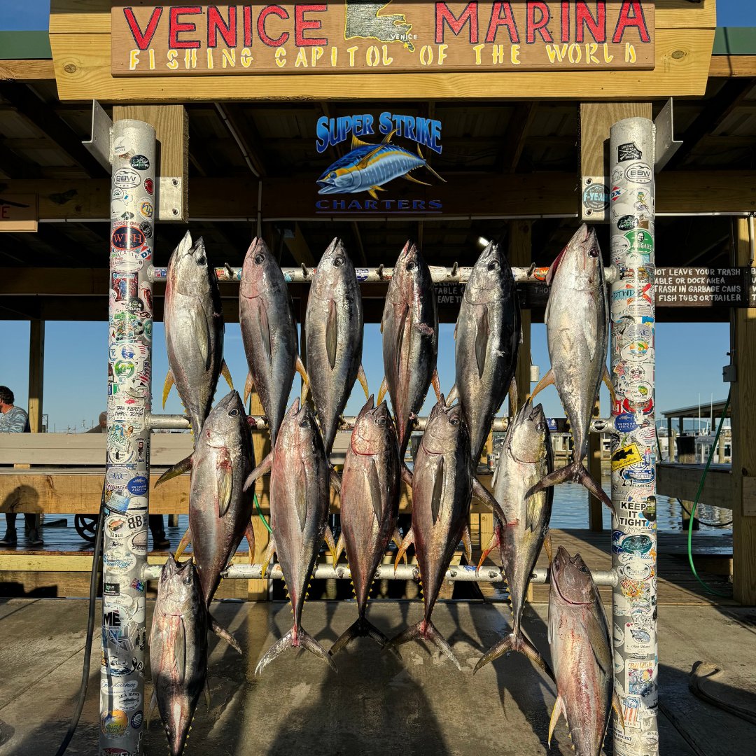 WHEELBARROWS FULL OF TUNA! The Guillotte crew with Captain Willy B filled the board after their charter this week!

#tuna
#offshore
#fishing
#superstrike
#superstrikefishingcharter
#bigfishenergy
#spring
#offshorefishing
#saltwaterfishing