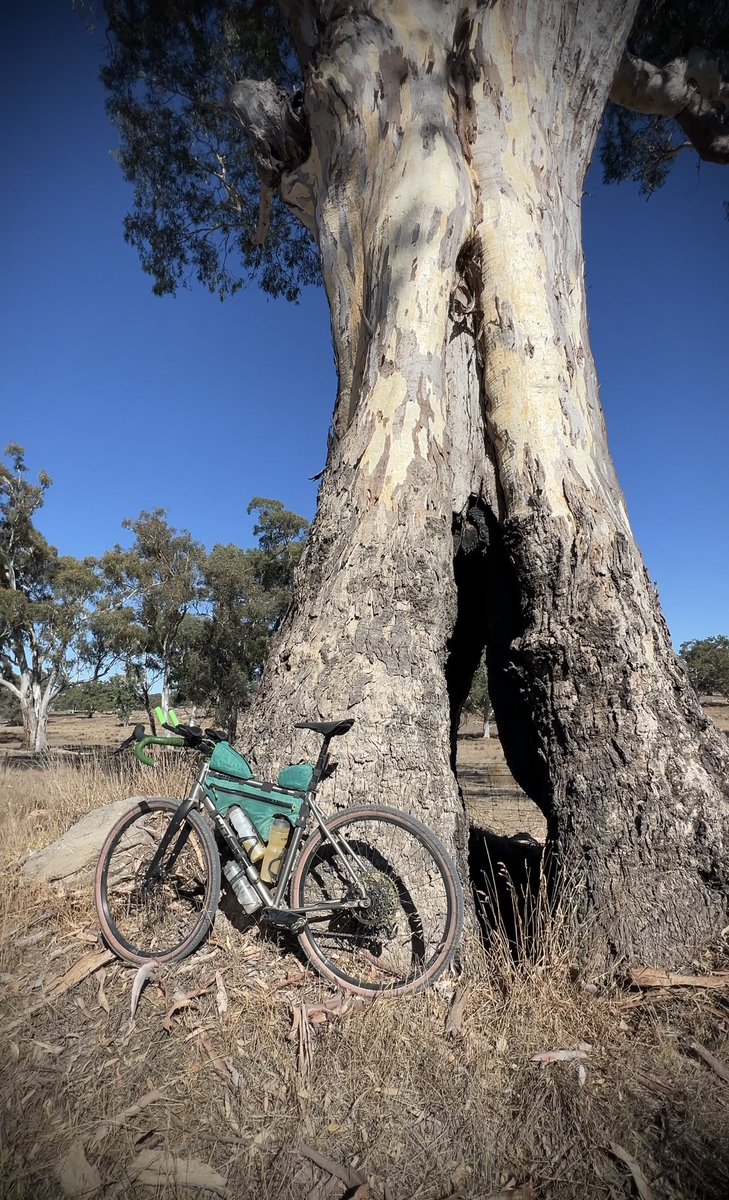 How is your #thicktrunktuesday going? #treeride