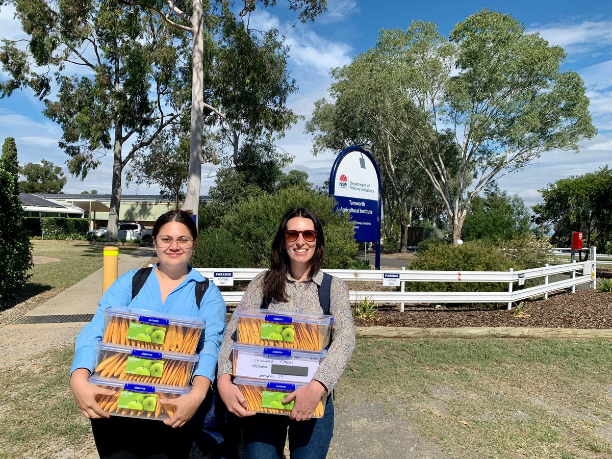 Great to be visiting @ChickpeaAus this week for discussions with @kbhobbo and team on our new @theGRDC project. Let’s hope some novel genetics for heat tolerance is hiding in one of these boxes!