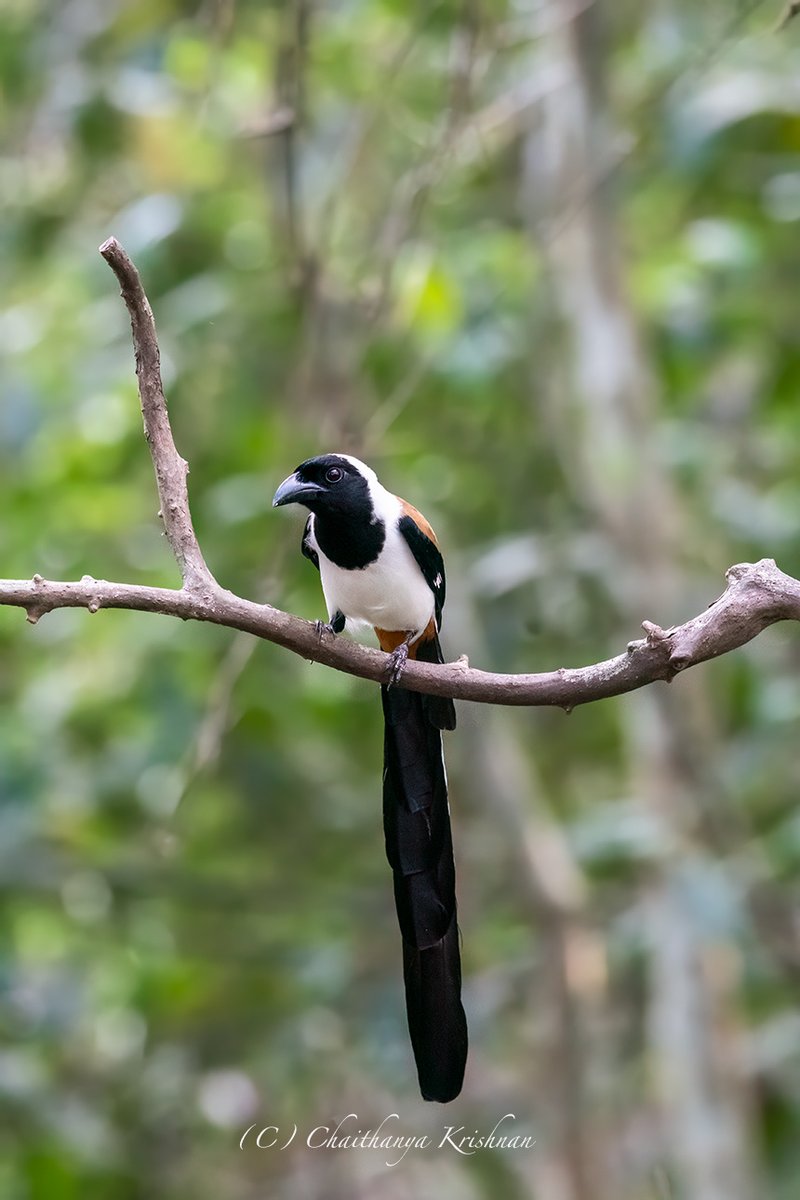 White-bellied Treepie Thattekad, Kerala. #indianbirds #birds #wildlife #IndiAves #ThePhotoHour @IndiAves