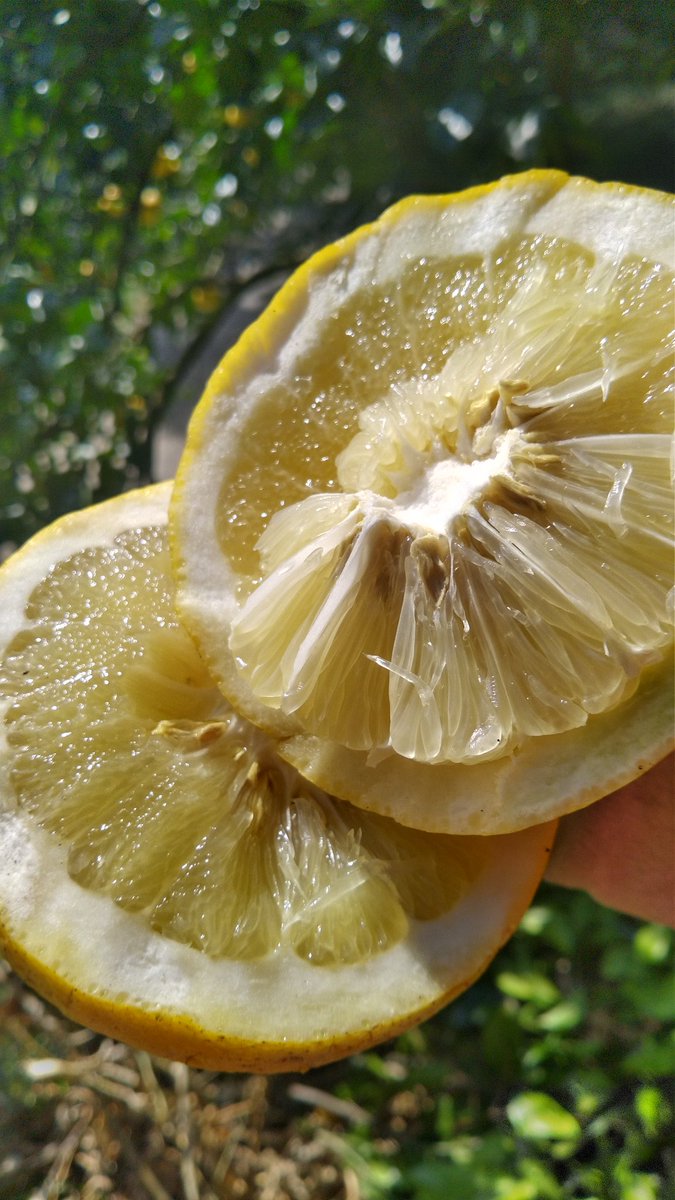 【ゆるぼ】自家消費用につくった文旦果汁100%ジュースが想像以上に多かったため買い取ってもいいよという方がいらっしゃいましたらDMをお願いします…🙏（リプライに補足）