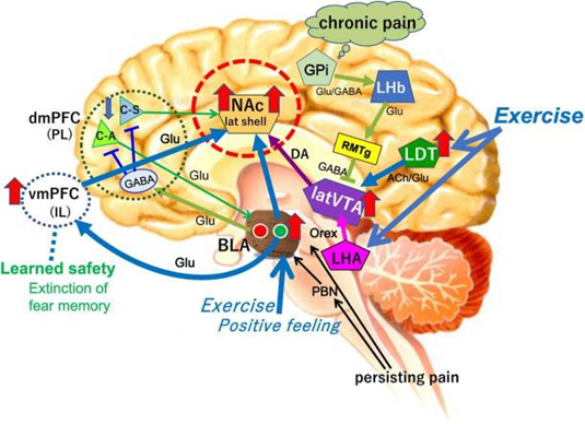 ¿PUEDE EL EJERCICIO CAMBIAR LA FUNCIÓN DEL SISTEMA LÍMBICO?

Este área cerebral asociada a las emociones puede obtener cambios funcionales y estructurales tras la realización de ejercicio.

Veamos cuáles.