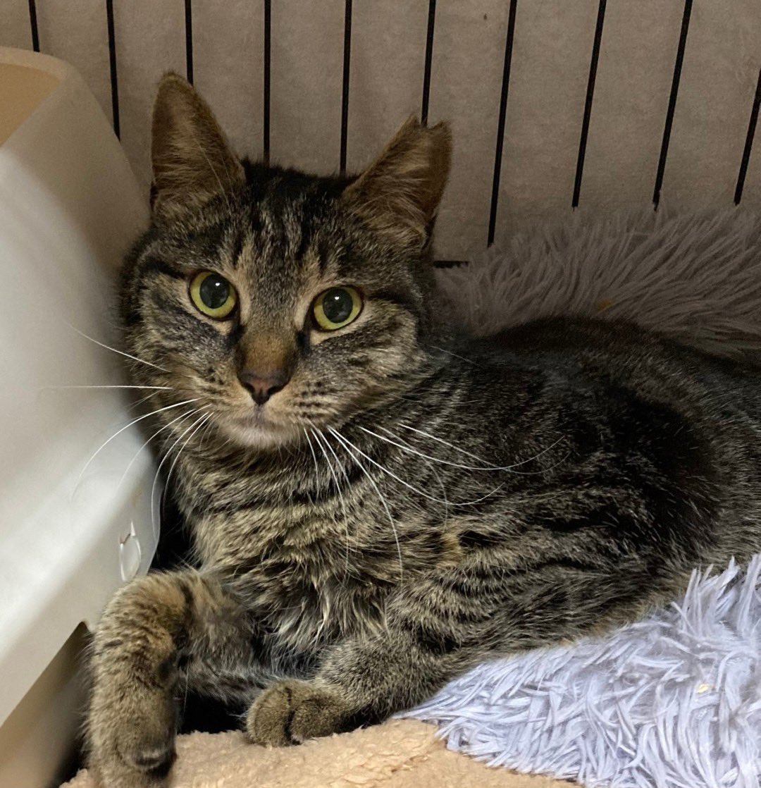 キジトラ美猫 - Search / X