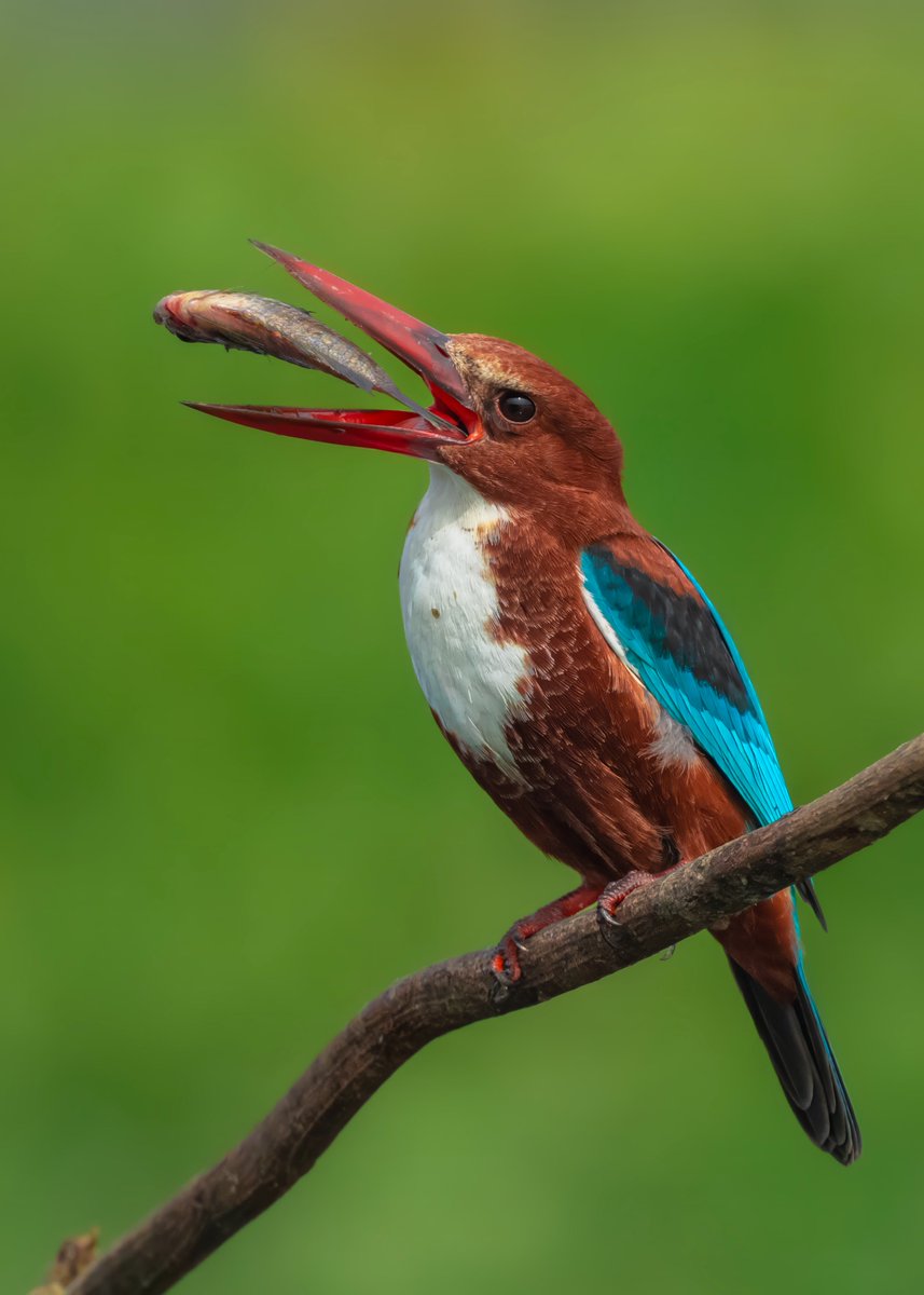 2nd Edition collected by <a href="/FishPricks/">Fish 🎏</a> 
Thank you so much for being collector of my genesis 
@ourZORA

"King of Fishing"
0.002 ETH (on Zora)
Open Edition
🔗 in comment👇