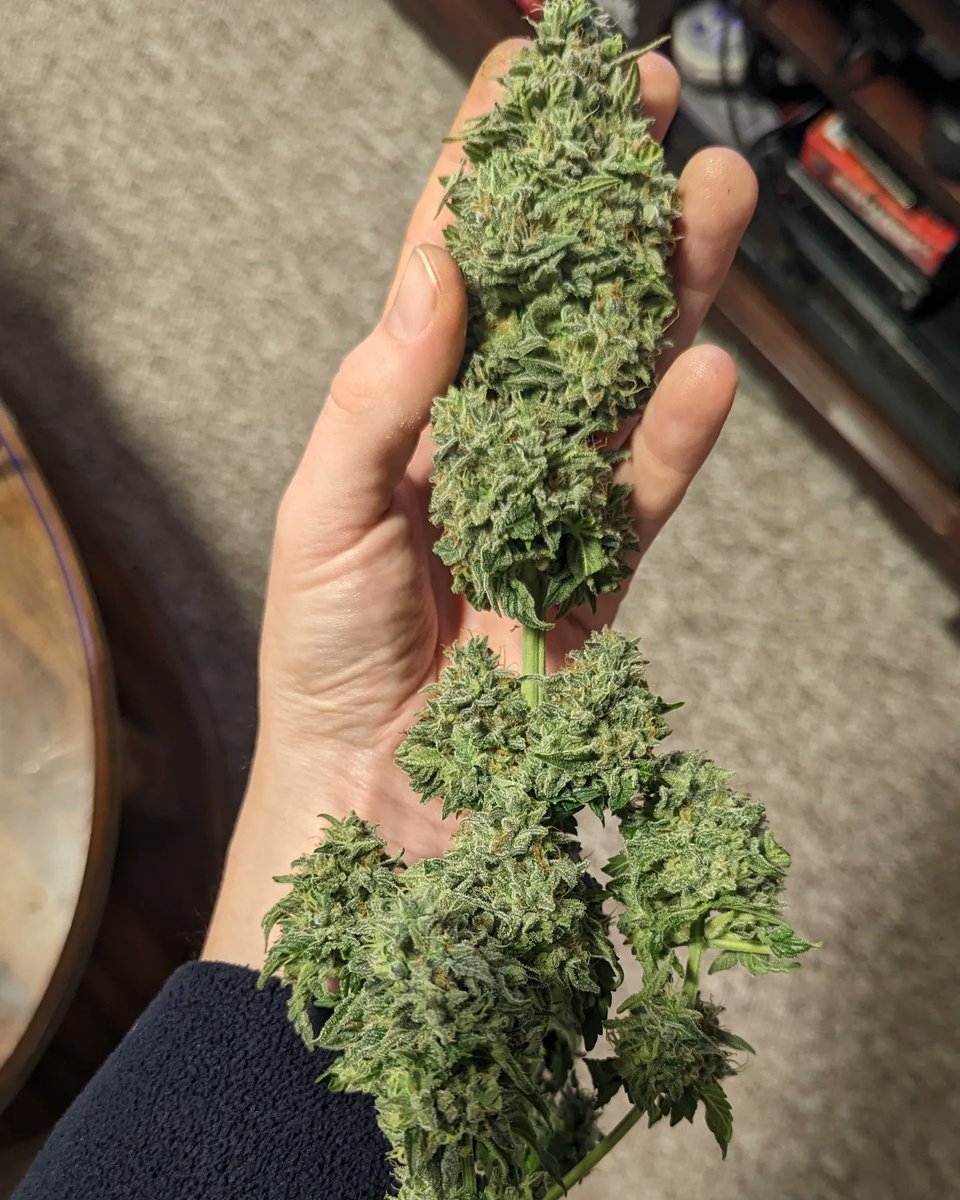 TempleGrower's tweet photo. Pre-'22 Skoonk Noomber Oone. Acrid &amp; skunky, not roadkill but definitely not sweet. Pungent. I rev'd &amp; made fems of some Sensi gear back in '21 (LoL). Not actually from the clone I intended to self but it worked out pretty well anyways.🌱
#GrowYourOwn #Cannabis #MicroGrow #Skunk1 https://t.co/QhO7GjwXvc