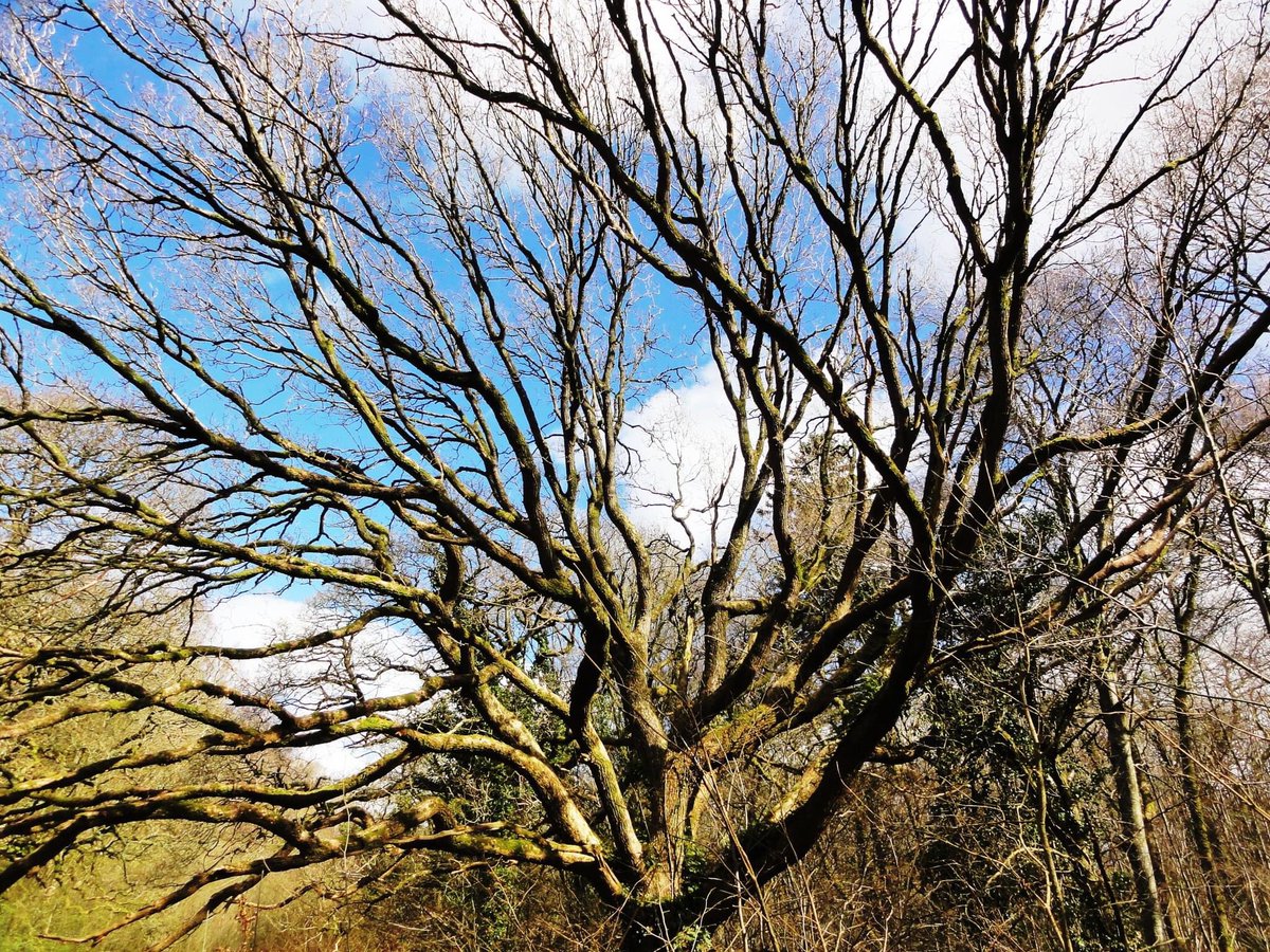 Four of the old trees in ancient woodland near Hesket Newmarket in Cumbria. #thicktrunktuesday