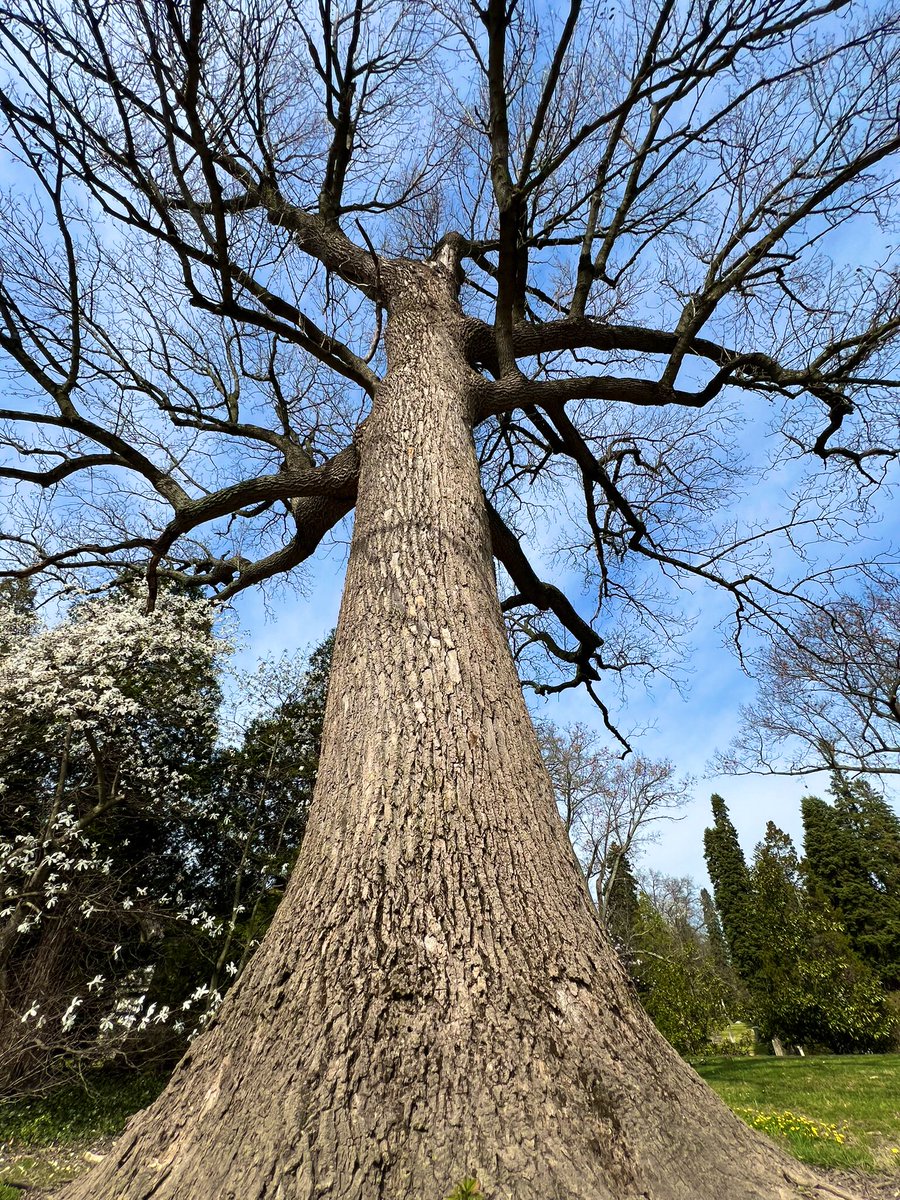 When they are loved and safe ~ they grow strong and old #treewisdom #thicktrunktuesday