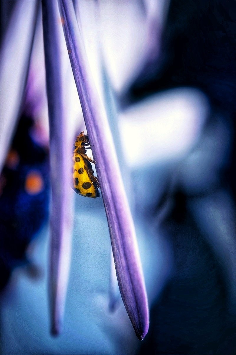 First ladybugs are out and about 😍🐞 Nature starts to bounce back in action 😊📸 #nikon #nikoncreators #nature #NaturePhotography #Macro #GardenersWorld #flower #photo #photography #photooftheday #APPicoftheweek @NikonEurope @NPhotomag @DPhotographer