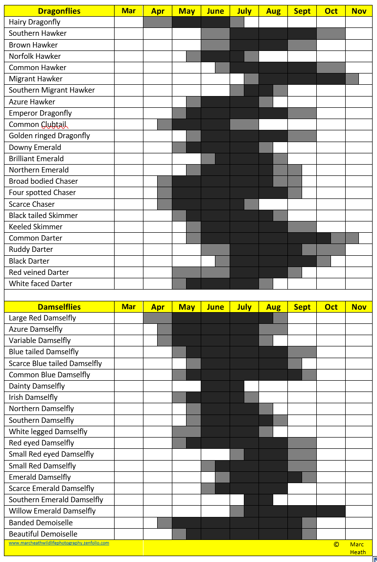 With the season upon us, here's a timely reminder as to what is flying in what month (subject to change) allowing for the British weather! Have a good season everyone. @BDSdragonflies @ScotlandBds @Britnatureguide @NatureUK @BBCSpringwatch