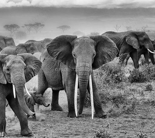 @Arsenalman2011 The definition for a “Supertusker/Big Tusker” is tusks with a minimum of 100lbs/45kg each tusk.
As bulls are bigger and heavier than females, the females don’t match the weight but there were some impressive female Tuskers, where the tusks reached the ground
Pic 1: Dida (Tsavo)