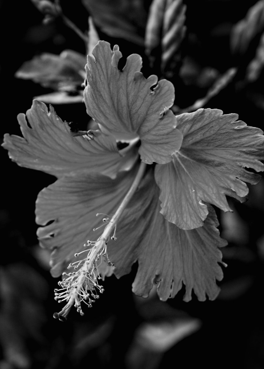 csdock's tweet image. Dark blooms