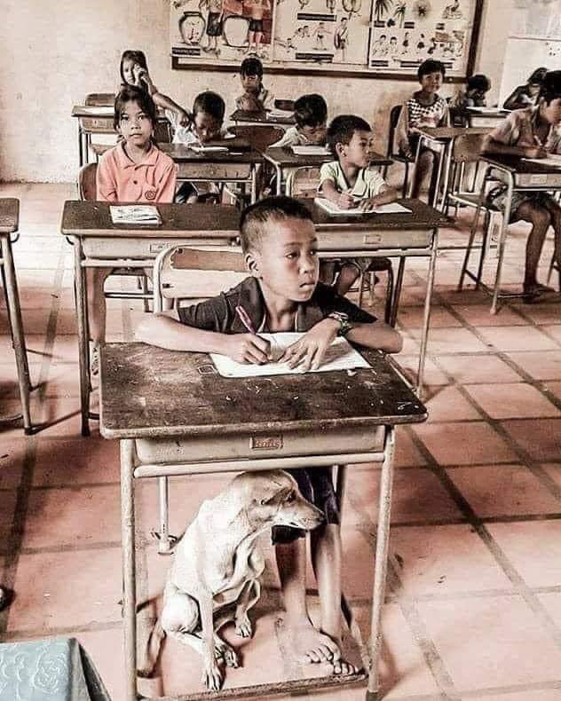 JoseFerreiraj94's tweet photo. El primer día de clase la maestra doña Tomasa les dijo a sus alumnos de quinto grado, que ella siempre trataba a todos por igual, que no tenía preferencias ni tampoco maltrataba ni despreciaba a nadie. Muy pronto comprendió lo difícil que le iba a resultar cumplir sus palabras. Había tenido alumnos difíciles, pero nadie como Pedrito. Llegaba al colegio sucio, no hacía las tareas, pasaba todo el tiempo molestando o dormitando, era un verdadero dolor de cabeza. Un día no aguantó ya más y se dirigió a la dirección

Yo no soy maestra para soportar la impertinencia de un niño malcriado. Me niego a aceptarlo por más tiempo en mi clase. 

 La directora la escuchó con atención y revisó los archivos y puso en las manos de doña Tomasa el libro de vida de Pedrito. La profesora lo comenzó a leer por deber, sin convicción la lectura le fue arrugando el corazón

 La maestra de primer grado había escrito
Pedrito es un niño muy brillante y amigable. Siempre tiene una sonrisa en los labios y todos le quieren mucho. Entrega sus trabajos a tiempo, es muy inteligente y aplicado. 

 La maestra de segundo grado Pedrito es un alumno ejemplar con sus compañeros. Pero últimamente se encuentra triste porque su mamá padece una enfermedad incurable

 La maestra de tercero
La muerte de su mamá ha sido un golpe insoportable. Ha perdido el interés en todo y se pasa el tiempo llorando. Su papá no se esfuerza en ayudarlo y parece muy violento. Creo que lo golpea

 La maestra de cuarto
Pedrito no demuestra interés alguno en clase. Vive cohibido y cuando intento ayudarle y preguntarle qué le pasa, se encierra en un mutismo desesperanzador. No tiene amigos y esta triste 

 Por ser el último día de clase antes de las Navidades, todos los alumnos le llevaron a Doña Tomasa unos hermosos regalos envueltos en fino y coloridos papeles. También Pedrito le llevó el suyo envuelto en una bolsa de papel. Doña Tomasa fue abriendo los regalos de sus alumnos y cuando mostró el de Pedrito, todos los compañeros se echaron a reír al ver su contenido: un viejo brazalete al que le faltaban algunas piedras y un frasco de perfume casi vacío. Para cortar por lo sano con la risa de los alumnos, Doña Tomasa se puso con gusto el brazalete y se echó unas gotas de perfume en cada una de las muñecas. Ese día, Pedrito se quedó el último al salir de clase y le dijo a su maestra: “Doña Tomasa, hoy usted huele como mi mamá”

Esa tarde, sola en su casa, Doña Tomasa lloró un largo rato. Y decidió que en adelante, no solo iba a enseñar a sus alumnos lectura, escritura, matemáticas… sino sobre todo, que los iba a querer y les iba a educar el corazón. Cuando se reincorporaron a clase en enero, Doña Tomasa llegó con el brazalete de la mamá de Pedrito y con unas gotas de perfume. La sonrisa de Pedrito fue toda una declaración de cariñoso agradecimiento. La siembra de atención y cariño de Doña Tomasa fue fructificando en una cosecha creciente de aplicación y cambio de conducta de Pedrito. Poco a poco, fue volviendo a ser aquel niño aplicado y trabajador de sus primeros años de la escuela. Al final del curso, a Doña Tomasa le costaba cumplir sus palabras de que, para ella, todos los alumnos eran iguales, pues sentía una evidente predilección por Pedrito.

 Pasaron los años, Pedrito se fue a continuar sus estudios en la universidad y Un día recibió una carta del doctor Pedro Altamira, en la que le comunicaba que había terminado sus estudios de medicina y que estaba a punto de casarse 
En la carta le invitaba a la boda y le rogaba que fuera su madrina de boda

 El día de la boda Doña Tomasa volvió a ponerse el brazalete sin piedras y el perfume de la mamá de Pedrito. Cuando se encontraron se abrazaron y le dijo al oído Todo se lo debo a usted, Doña Tomasa Ella con lágrimas en los ojos, No, Pedrito, la cosa sucedió al revés fuiste tú quien me salvaste a mí y me enseñaste la lección más importante de la vida que ningún profesor había sido capaz de enseñarme en la universidad me enseñaste a ser maestra