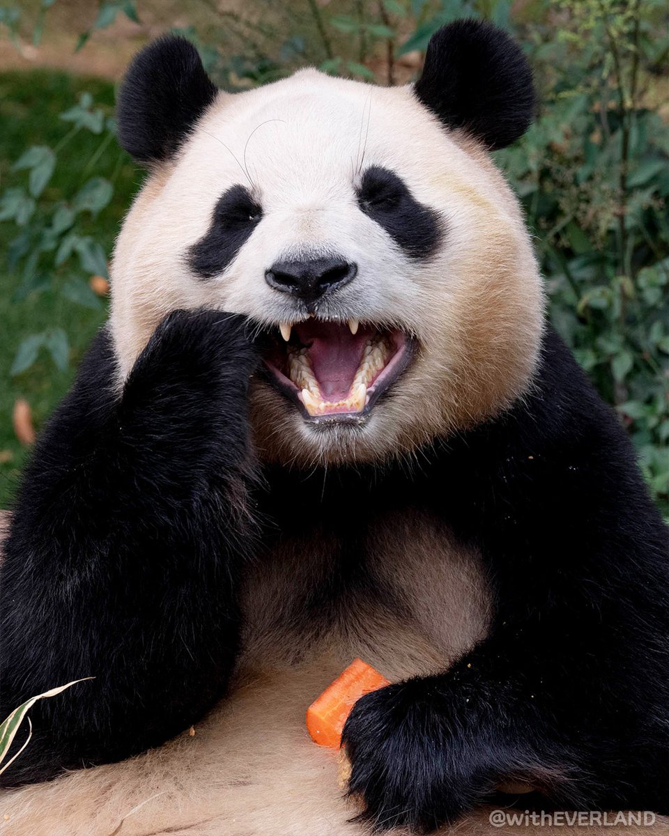 행복 사진관, 마지막 이야기🐼

언제나 행복을 주었던 보물 푸바오
언제나 웃음을 주었던 햇살 푸바오

푸바오와 함께 한 1352일은
항상 따뜻한 봄이었어🍀

영원한 아기판다 푸바오, 영원히 사랑해❤

#푸바오 #미공개사진