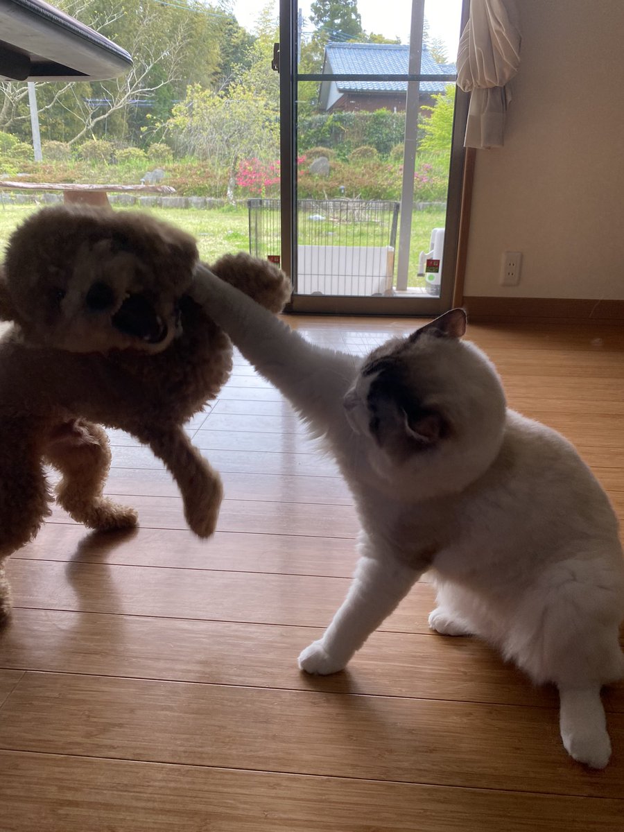 猫しらす&ぽんず&犬つくね tweet media