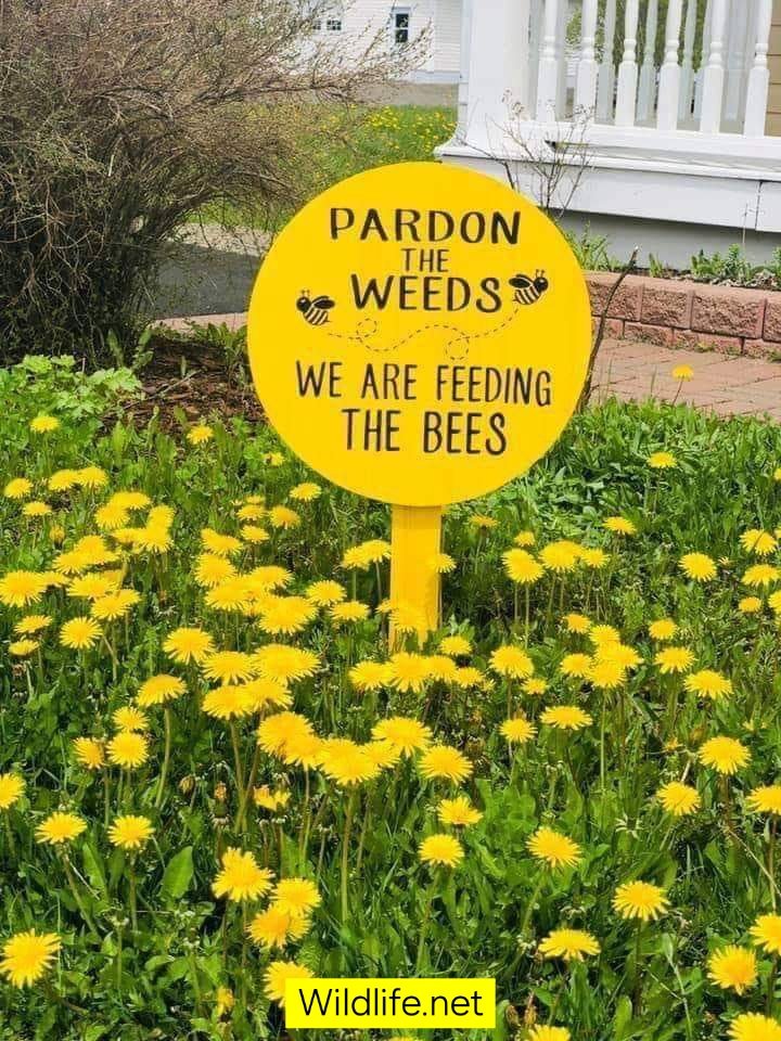 wildlifenet's tweet photo. Thank you to ALL those in the Northern Hemisphere who have relaxed mowing regimes, Dandelions are a vital source of early forage for bees &amp; other Pollinators 🌼🐝

#bee #bees #Pollinators #wildlife #nature #beesneeds
https://t.co/hIznuiHpNU https://t.co/mPMvLeiT8u