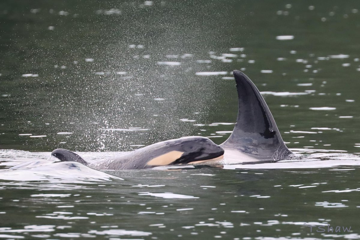 Despite the sad losses of Bigg's killer whales T147, T148, and most recently T109A3 'Spong', the latest update from Bay Cetology shares the happy news that an impressive *eight* calves have been welcomed into the Bigg's population so far in 2024.