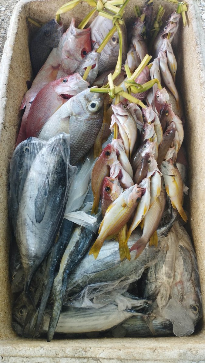 A35579Hermanto's tweet photo. Kamis (28/03), Ashar Hermanto, Luhkan Bolsel, di Poklahsar Saramia Desa Deaga (Erni Manoppo) melaporkan hasil pemasaran ikan demersal (10 kg) dan ikan baby tuna (8 Kg) harga jual Rp. 60.000/Kg &amp; Rp. 20.000/Kantong
#GiatLuhkanSatminkalBitung #PusLatLuh #BPPPBitung #Bolsel #Pemasar https://t.co/LsgGhXyljE