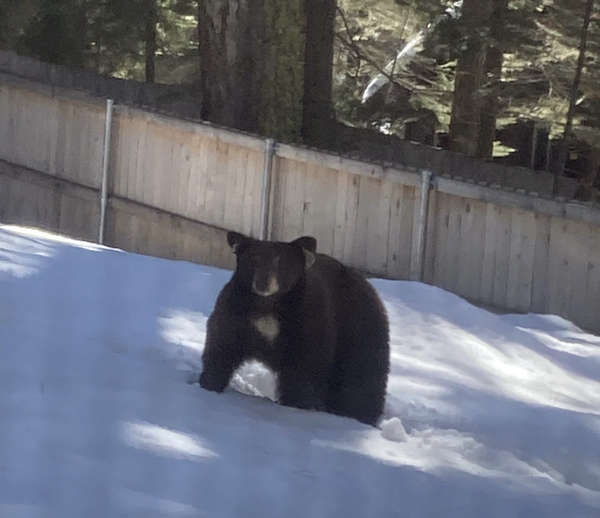 Spring is here and they’re awake! View from my window. #cabinlife