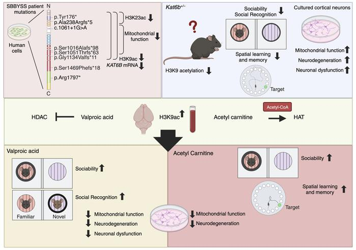 Speech Neuroscience (@speechneuro) on Twitter photo Check out new work from Profs Voss & Thomas at <a href="/WEHI_research/">WEHI (Walter and Eliza Hall Institute)</a> & <a href="/UniMelbMDHS/">UniMelb MDHS</a> on increasing histone acetylation & its relationship to sociability, learning and memory in #KAT6B-haploinsufficient mice. Just published in <a href="/jclinicalinvest/">Journal of Clinical Investigation</a>.
jci.org/articles/view/… Check out new work from Profs Voss & Thomas at <a href="/WEHI_research/">WEHI (Walter and Eliza Hall Institute)</a> & <a href="/UniMelbMDHS/">UniMelb MDHS</a> on increasing histone acetylation & its relationship to sociability, learning and memory in #KAT6B-haploinsufficient mice. Just published in <a href="/jclinicalinvest/">Journal of Clinical Investigation</a>.
jci.org/articles/view/…