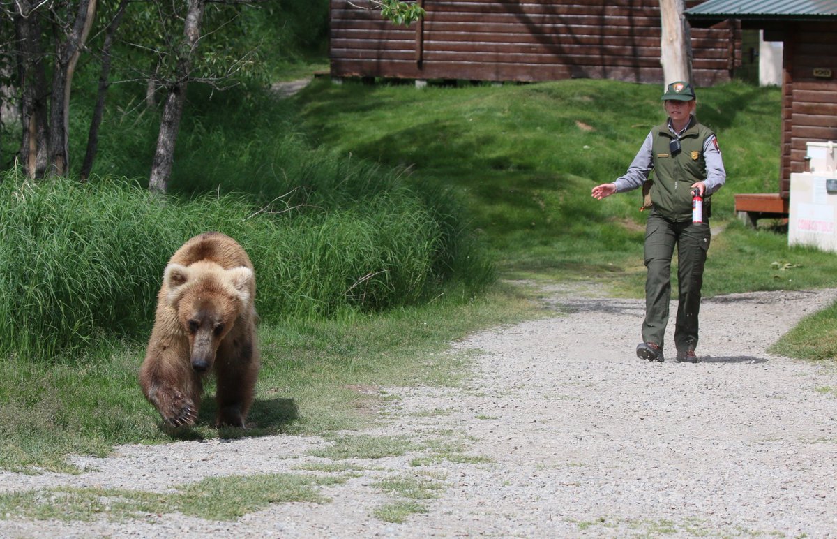 Q5 When bears are in very close proximity to visitors – education is paramount. As a Katmai Bear technician, I'm trained in modifying bear behavior - including coaxing them out of common areas. What techniques do you use with your pets or animals to control behaviors? #Parkchat