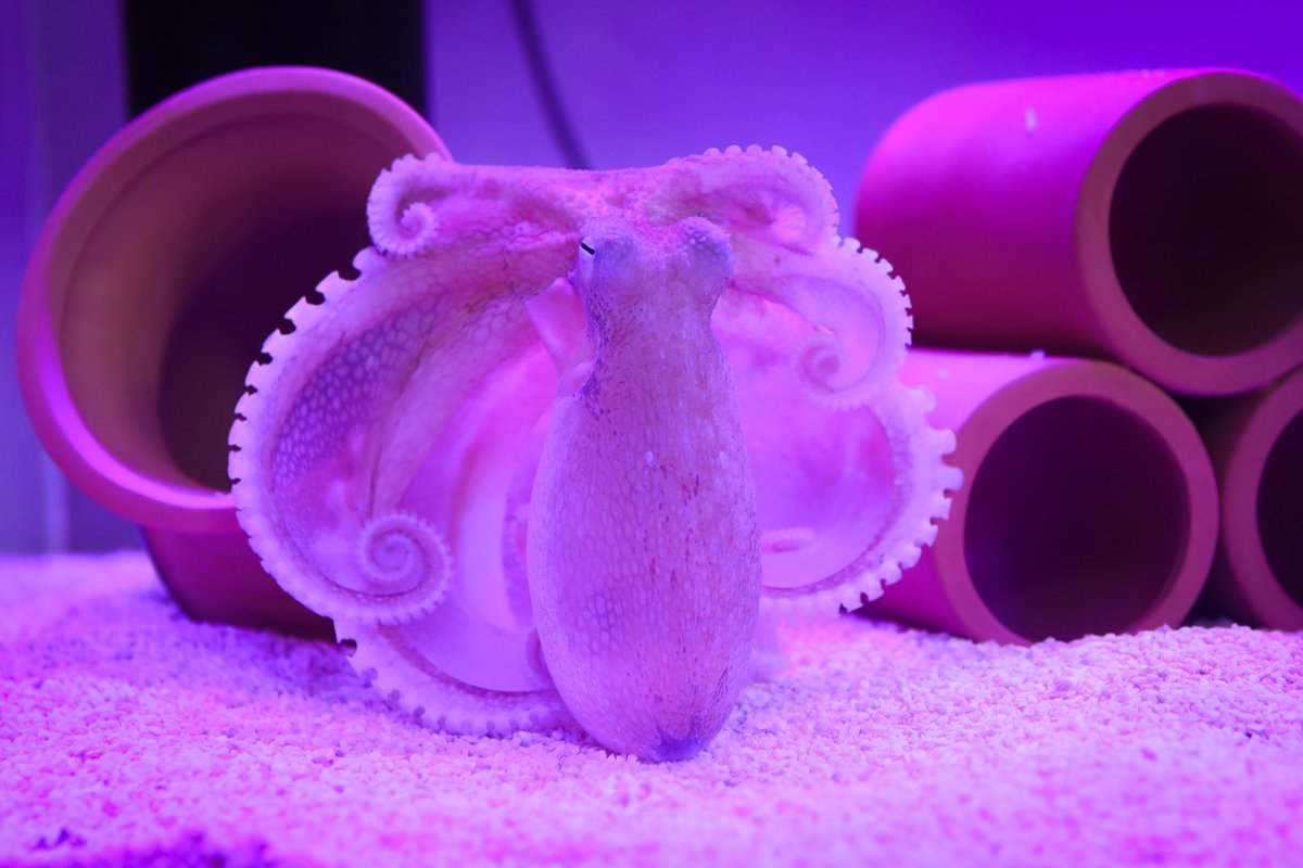 え、うそ、竹島水族館の深海ダコ激アツすぎでしょ… 行ける方はぜひお え、うそ、竹島水族館の深海ダコ激アツすぎでしょ… 行ける方はぜひお