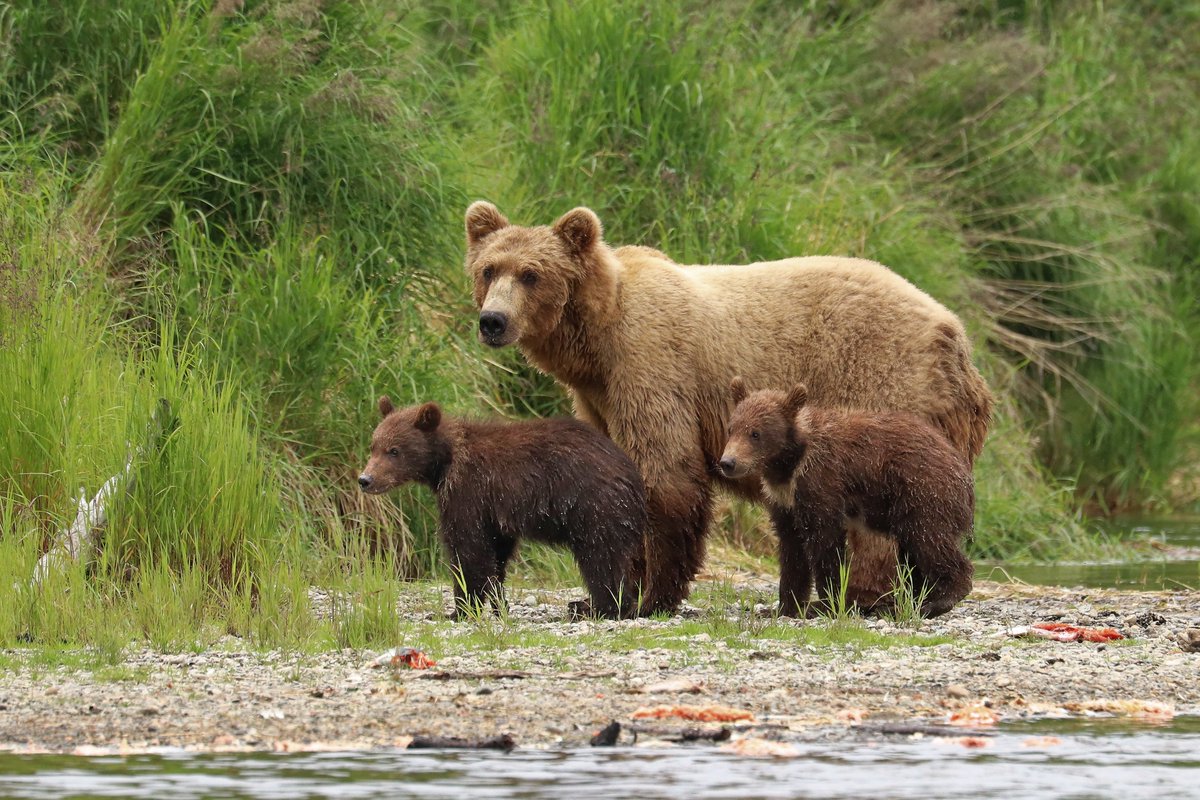 Q7 There are many great bear moms in Katmai, some showing their cubs the world for the first time as they come out of the dens from hibernation. What was the first park you ever visited as a kid? #Parkchat