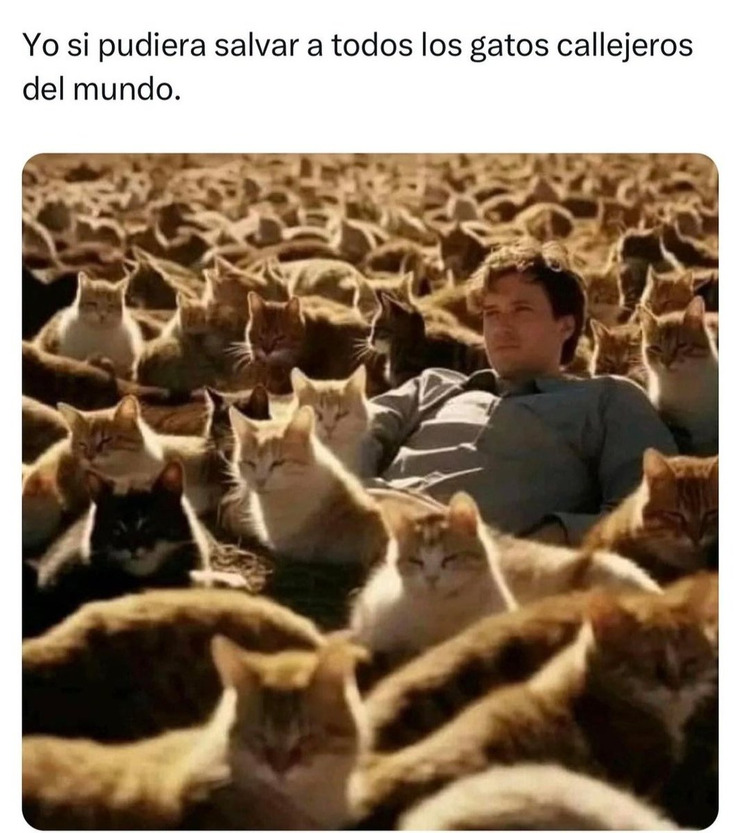 😺😻🐈‍⬛🐱😸🐈😺😻🐈‍⬛🐱😸

#boladepelos #michimeme #CatsOfX #gato #gatos #gatitos #gatosfelices #catslovers #mascota #mascotas #mascotasfelices #felinos #felinoslindos #michis  #mininos