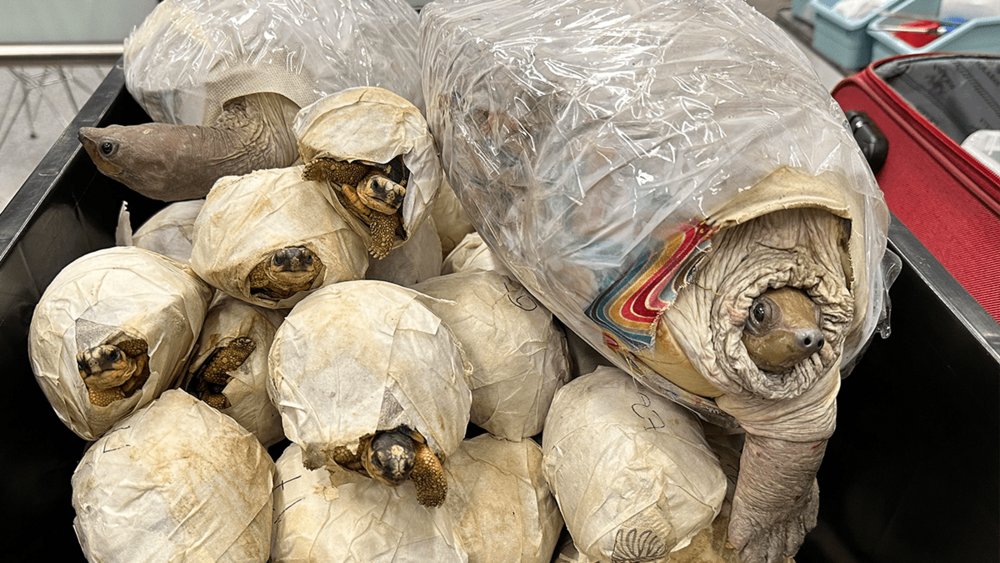 Hong Kong customs announced on Monday that they had discovered a smuggling case at HKIA and seized 63 turtles from an endangered species worth HK$819,000. A transit male passenger who arrived in Hong Kong from Malaysia on March 31 was planning to take a flight to the Philippines.