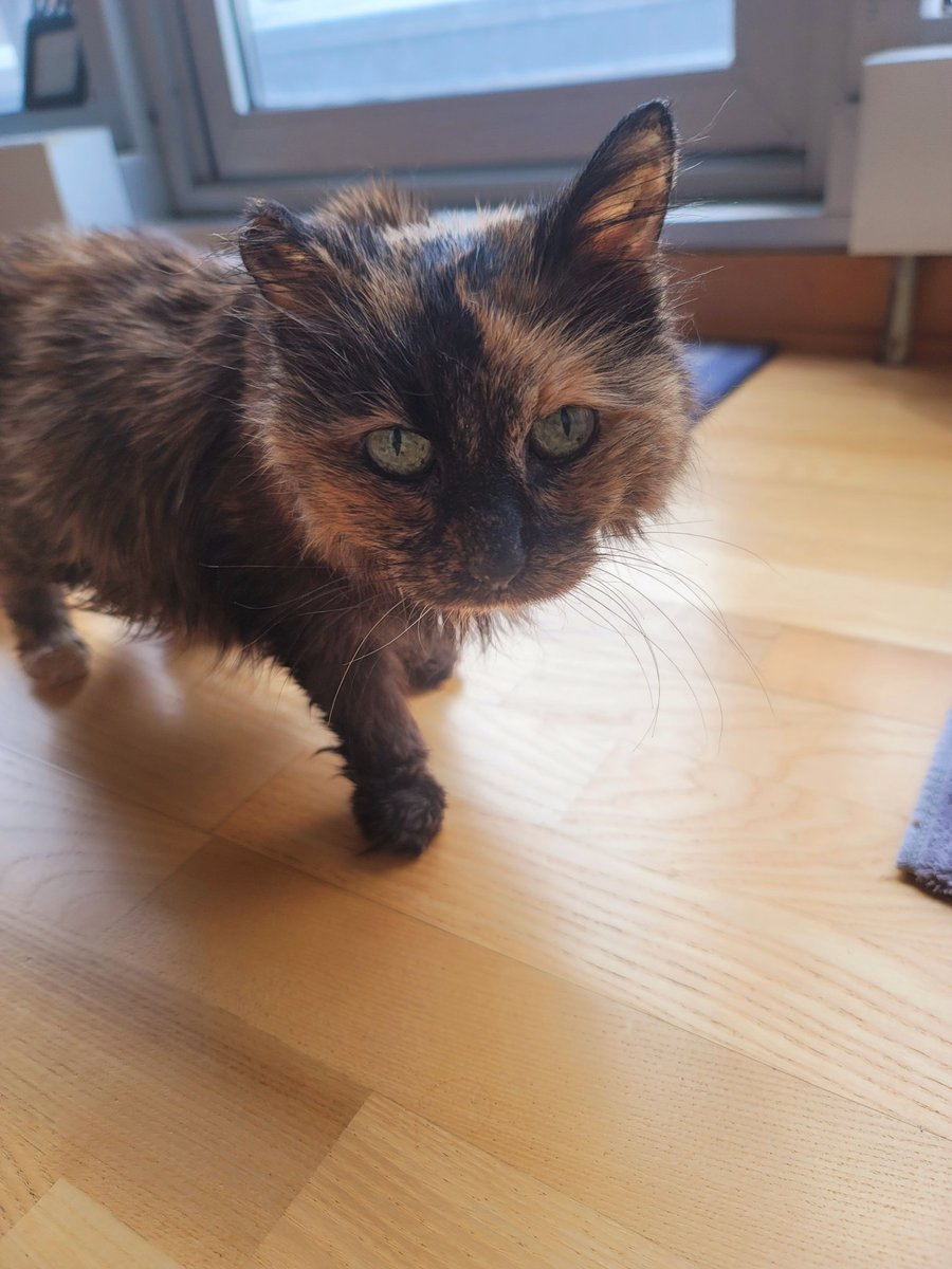 No April fooling here, I still get my daily steps in at 21 years old. #AprilFoolsDay #CatsOfX #SuperSeniorCatsClub #CatsAreFamily #cats #welovecats #catwalk