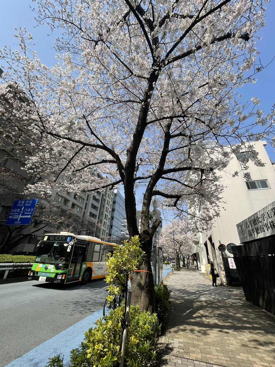 明治通りの桜、咲き始めたと思ったらほほ満開🌸 今日も温かい春の陽気が心地良い。