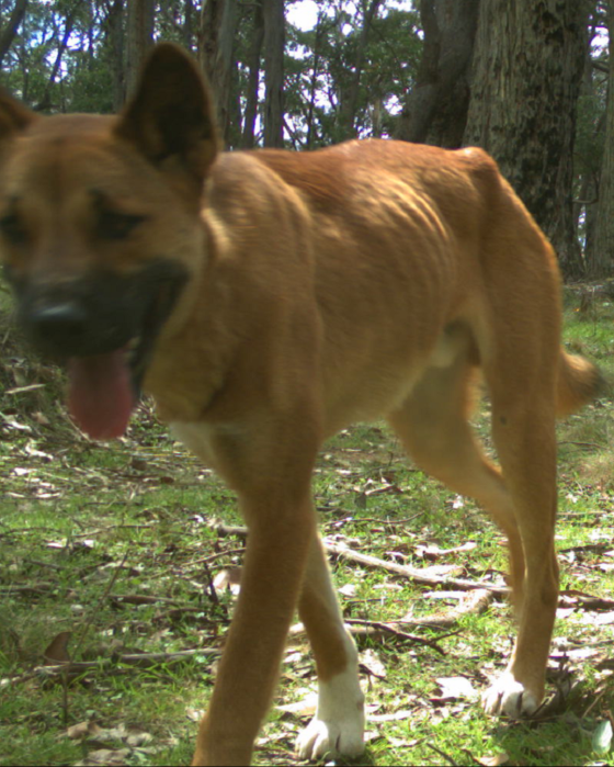 Leaving Mum and Dad's care can be tough, which is why weaner #dingoes often look poor at this time of year. It can also be a reason some of them fall out with livestock producers; scavenging or chasing an easy feed among sheep / goats / poultry and even calves.