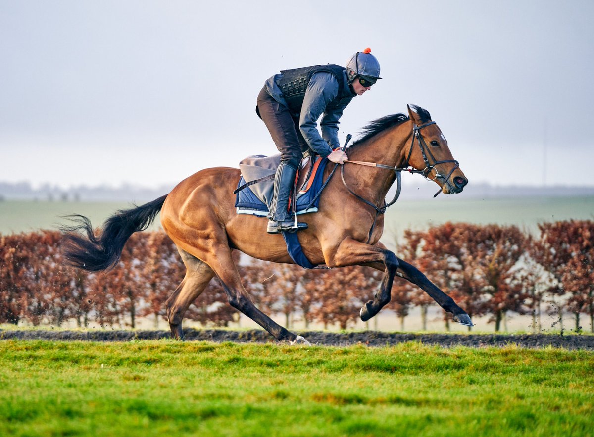 We're excited to see HAMPDEN make his return to the races at Wolverhampton @WolvesRaces this evening. He showed good promise as a 2yo and is viewed as a middle-distance prospect to watch out for this season with @TomWardRacing ! Who's watching? 👀