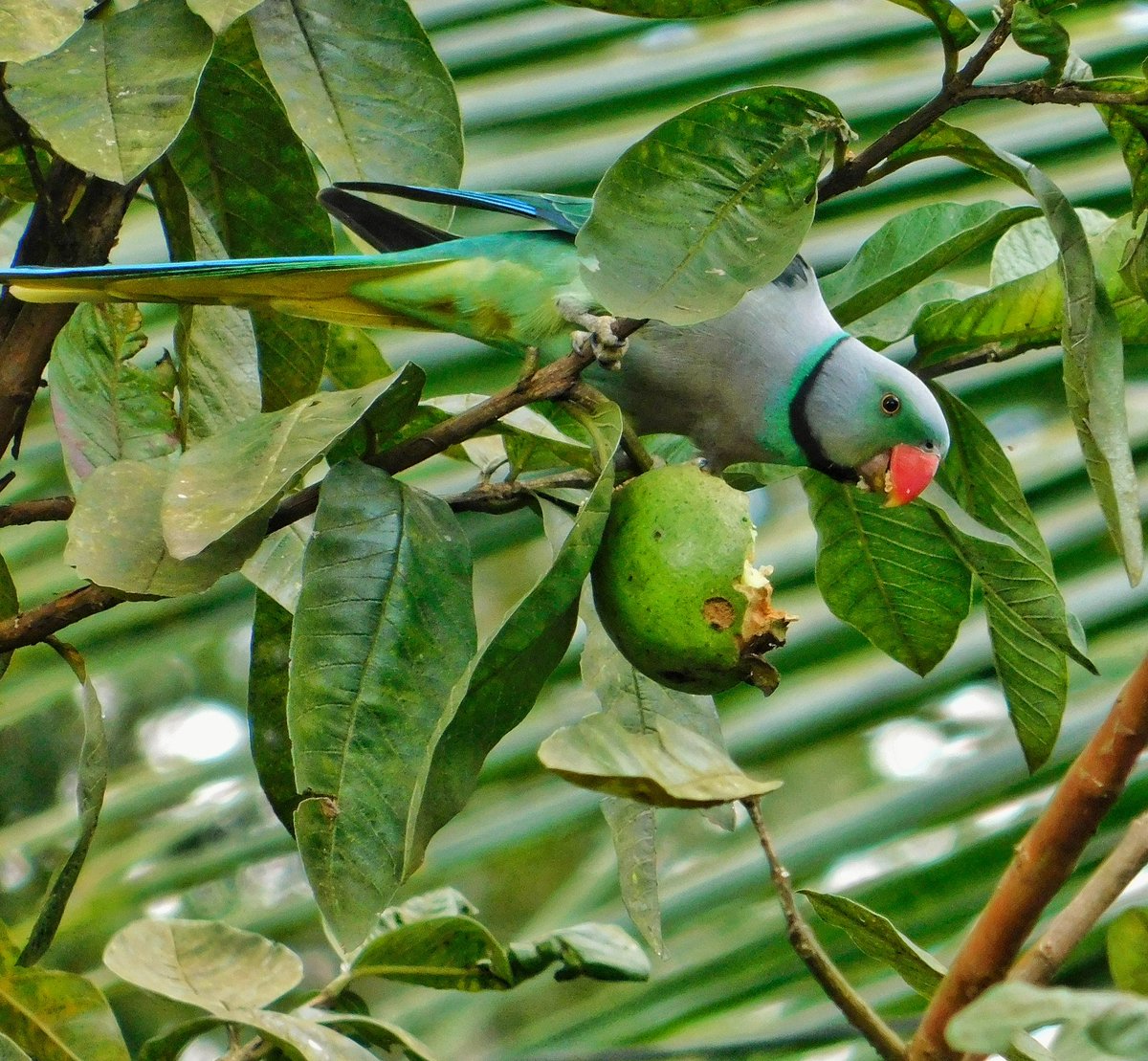 Malabar Parakeet / blue winged parakeet #TwitterNatureCommunity #IndiAves #NaturePhotography #BBCWildlifePOTD #NatureBeauty #BirdsOfTwitter #Birds2024