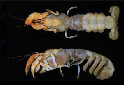 Glypturus ferox, a #newspecies of ghost #shrimp (#Decapoda: Axiidea: Callichiridae) from the Ryukyu Islands, southwestern Japan 
mapress.com/zt/article/vie… 
#Taxonomy