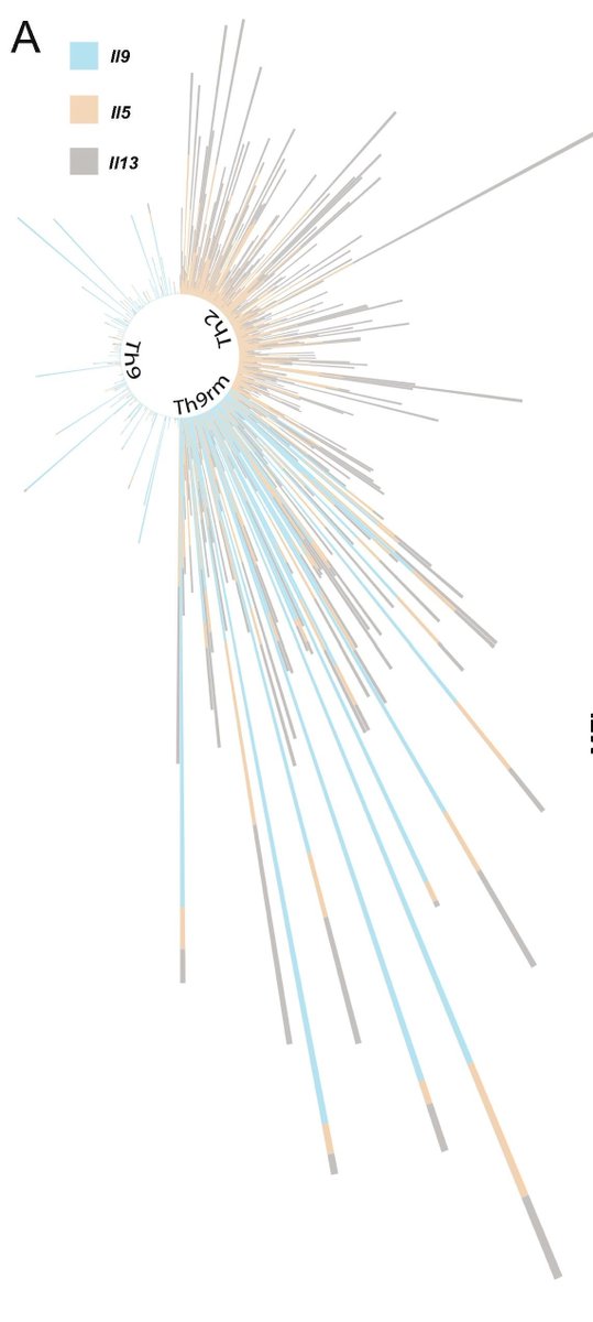 Multi-cytokine Th9 cells that drive allergic airway diseases are primed by TL1A in this work from Mark Kaplan @statfourwork and colleagues: mucosalimmunology.org/article/S1933-…