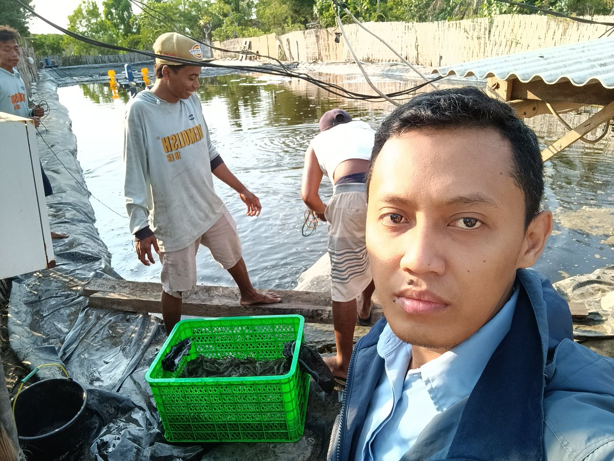 rio_karunia's tweet photo. Selasa 02-04-2024, Rio K, Luhkan Kab. Jember, di Tambak Udang Pokdakan Windu Perkasa Desa Mayangan, Panen Udang Vaname, Tambak Plastik, Jumlah panen  400 kg, Luas Tambak 450 M2, size panen 120 Ekor/kg, Harga 46.000/Kg #GiatLuhkanSatminkalBPPPBanyuwangi #Jember #Produksi https://t.co/hgltEaQf6p