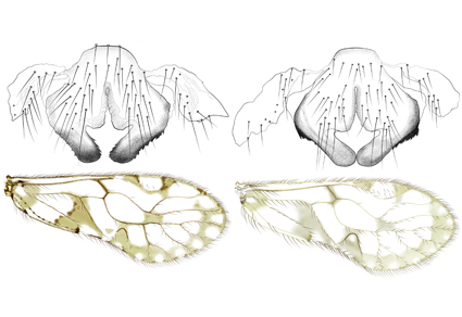 Zootaxa's tweet photo. New Euplocania species (#Psocodea: Ptiloneuridae) from Colombia, Ecuador and Nicaragua, amendments and addition to species
--3 #newspecies are described, illustrated, and assigned to two species groups. groupshttps://www.mapress.com/zt/article/view/zootaxa.5432.3.4
#Taxonomy https://t.co/X58nsL9OBn