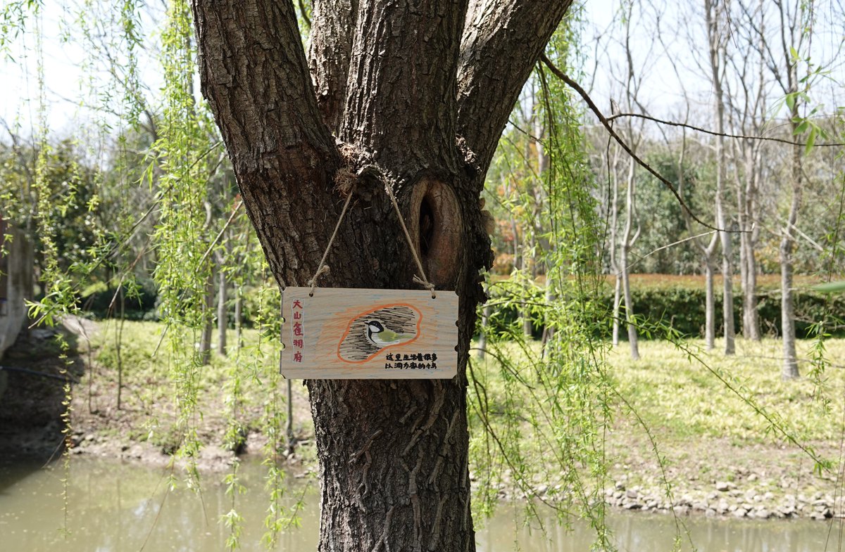 Tree holes are habitats for many birds and insects. We created some signs of the ecological role of the holes and placed them in Jinhai Wetland, Shanghai, hoping more people will understand its importance~