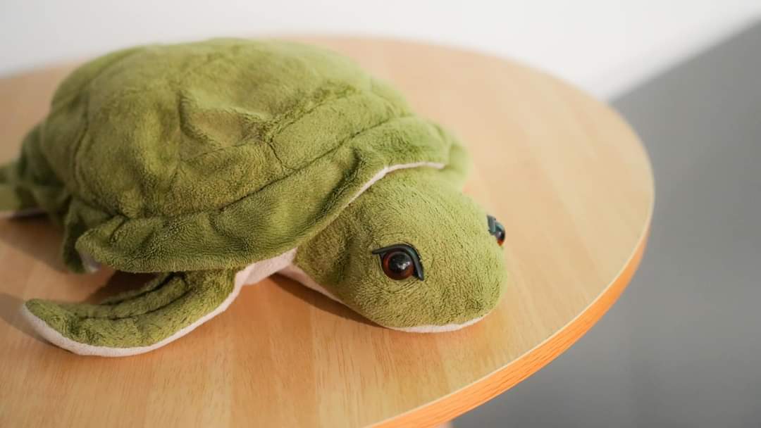 TurtleX 🐢 tweet media